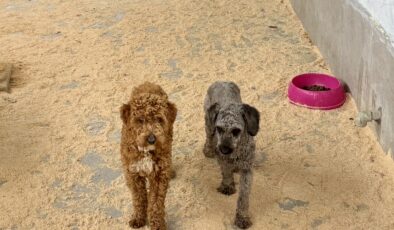 Köpek çiftliğine rekor ceza