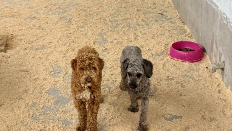 Köpek çiftliğine rekor ceza