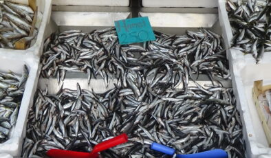 Edirne hamsiye doydu