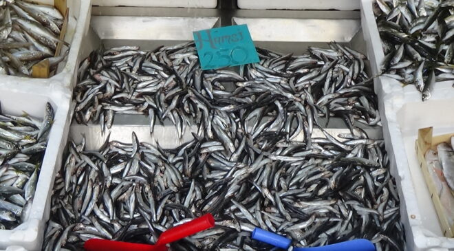 Edirne hamsiye doydu