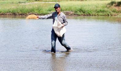 Çeltik ekecekler dikkat!