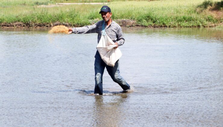 Çeltik ekecekler dikkat!