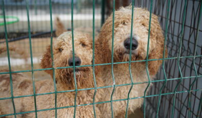 Cins köpekler sahiplendirilecek