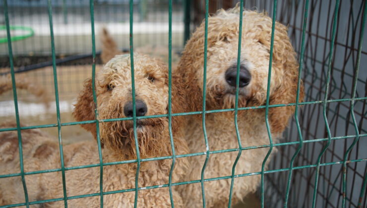 Cins köpekler sahiplendirilecek