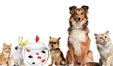 Ev hayvanı satıcılarına zorunlu eğitim