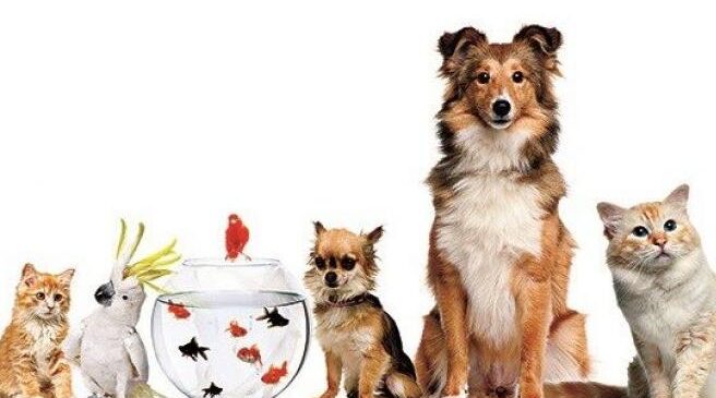 Ev hayvanı satıcılarına zorunlu eğitim