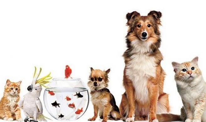 Ev hayvanı satıcılarına zorunlu eğitim