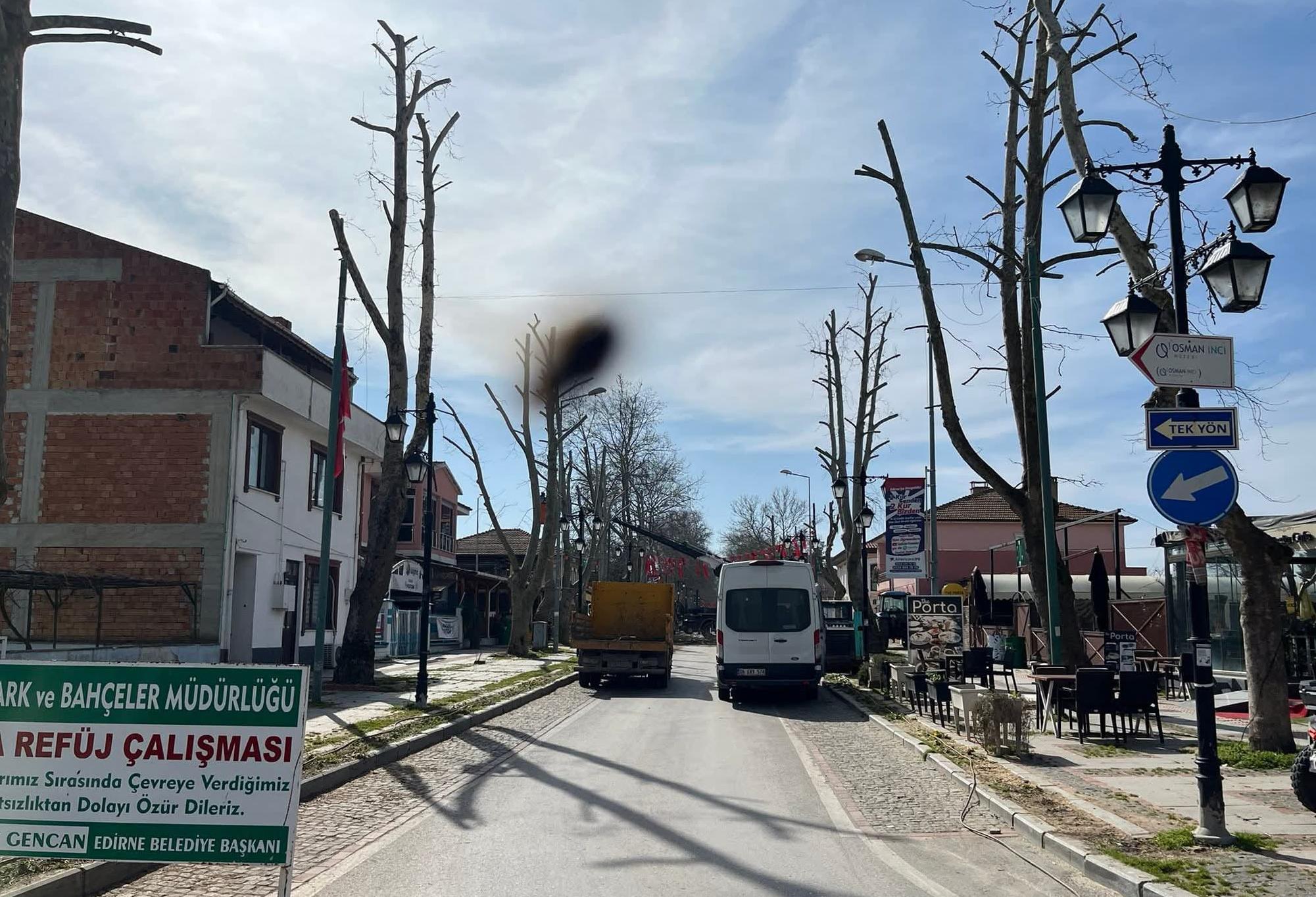 Karaağaç’a budama