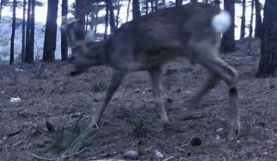 Karacalar fotokapana yakalandı