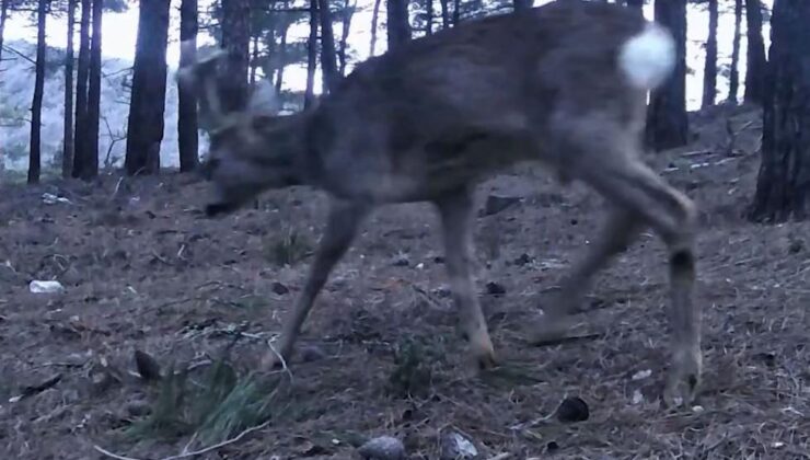 Karacalar fotokapana yakalandı
