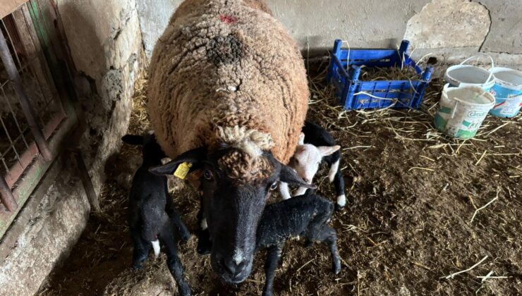 Koyun dördüz doğurdu
