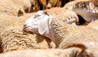 Küçükbaş hayvancılığa destek