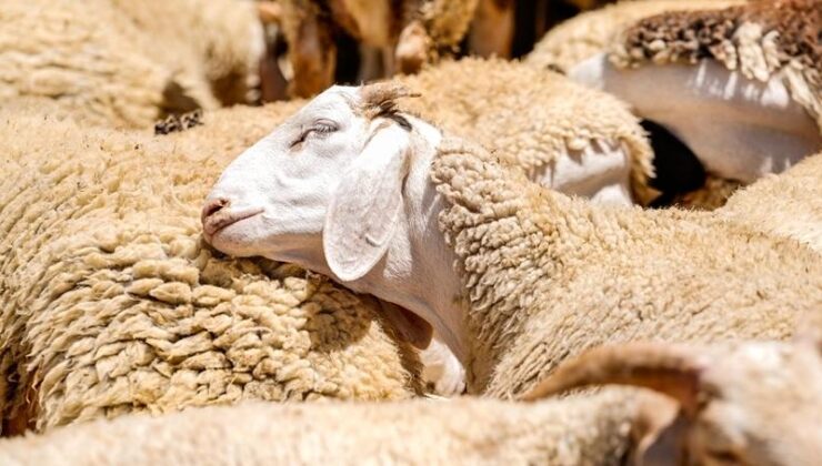 Küçükbaş hayvancılığa destek