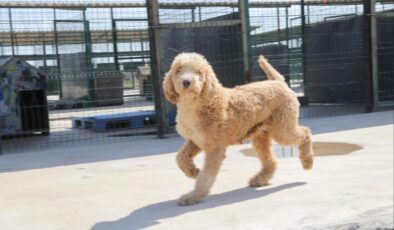 Köpekler yeni yuvalarına kavuştu