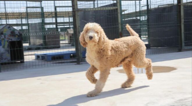 Köpekler yeni yuvalarına kavuştu