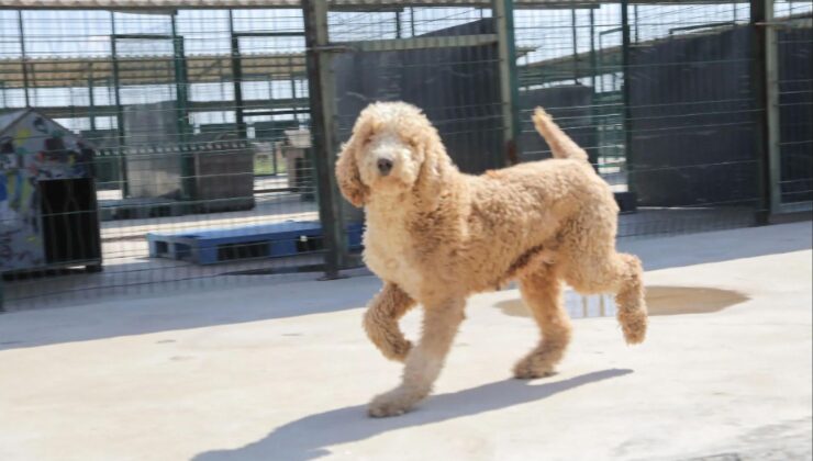 Köpekler yeni yuvalarına kavuştu