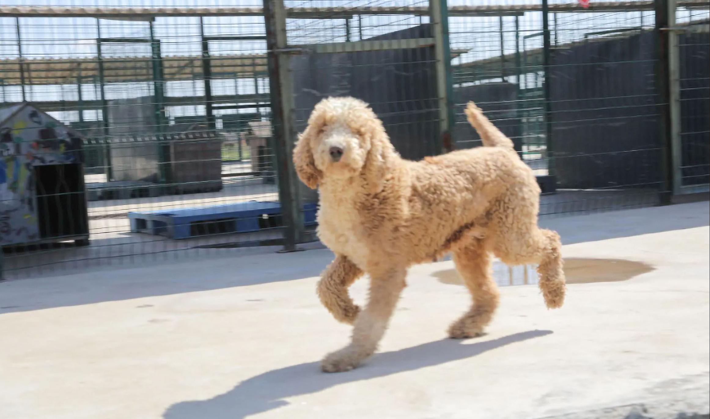 Köpekler yeni yuvalarına kavuştu