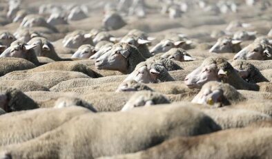 TİGEM küçükbaş hayvan satacak