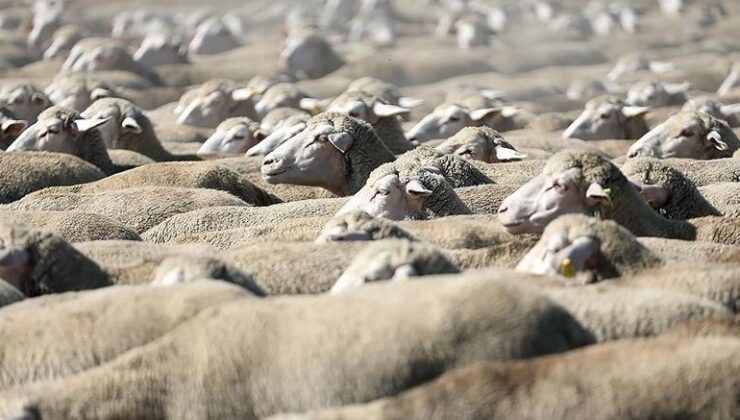 TİGEM küçükbaş hayvan satacak