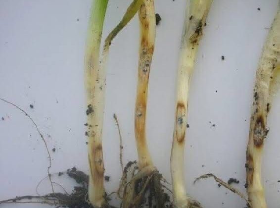 Üreticilerin dikkatine