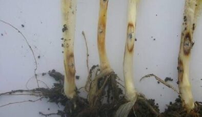 Üreticilerin dikkatine