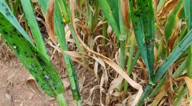 Buğdayda bit tehlikesi