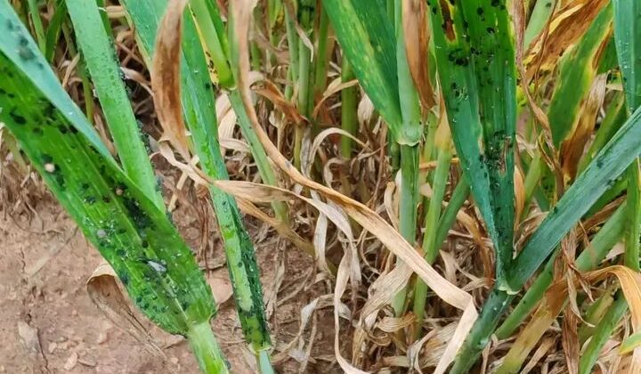 Buğdayda bit tehlikesi