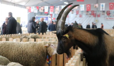 Damızlık ırklar görücüye çıktı
