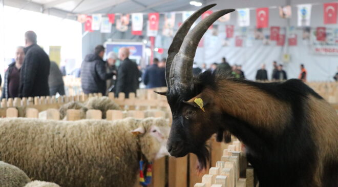 Damızlık ırklar görücüye çıktı