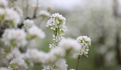 Bahçeler beyaza büründü