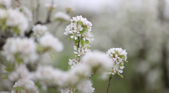 Bahçeler beyaza büründü