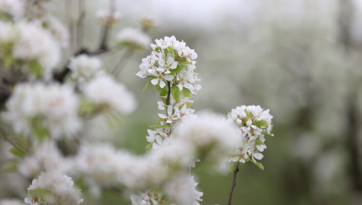 Bahçeler beyaza büründü
