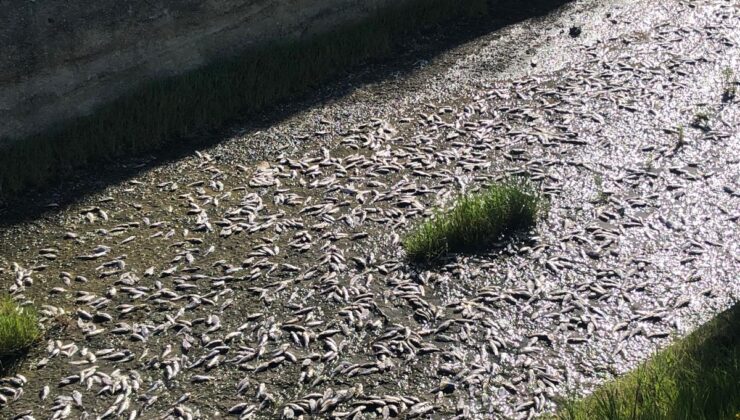 Toplu balık ölümleri korkuttu