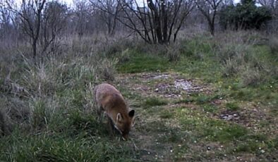 Karaağaç’ta tilki ve çakal görüldü