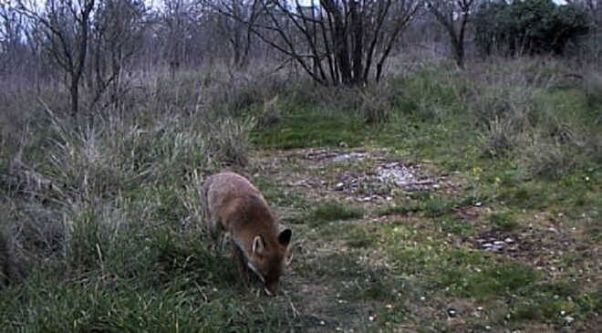 Karaağaç’ta tilki ve çakal görüldü