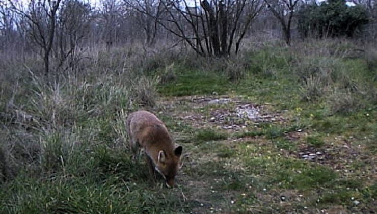 Karaağaç’ta tilki ve çakal görüldü