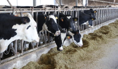 Devlet desteği ile süt verimini arttırdı