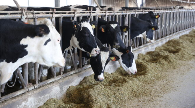 Devlet desteği ile süt verimini arttırdı