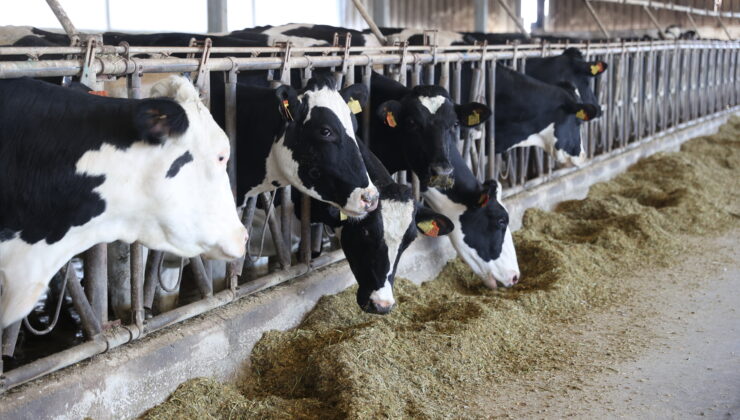 Devlet desteği ile süt verimini arttırdı