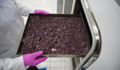 Dondurarak kuruttukları meyveleri ihraç ediyorlar