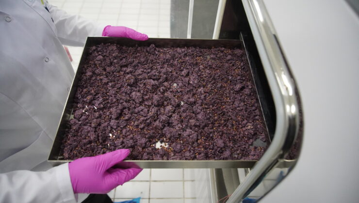 Dondurarak kuruttukları meyveleri ihraç ediyorlar