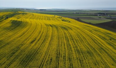 Kanola çiçekleri tarlaları renklendirdi