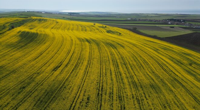 Kanola çiçekleri tarlaları renklendirdi