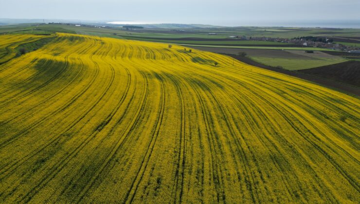 Kanola çiçekleri tarlaları renklendirdi