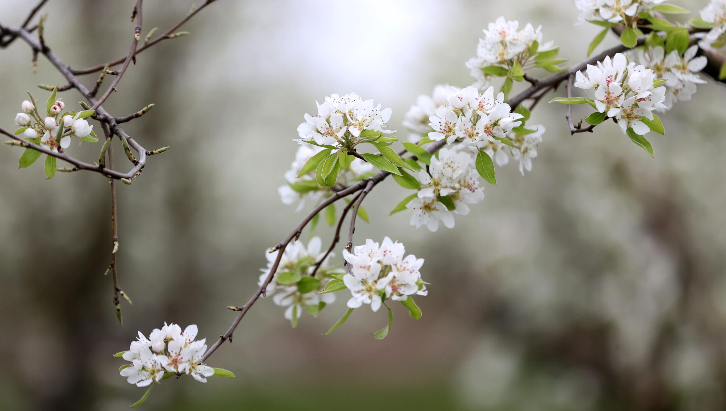 Bahçeler beyaza büründü