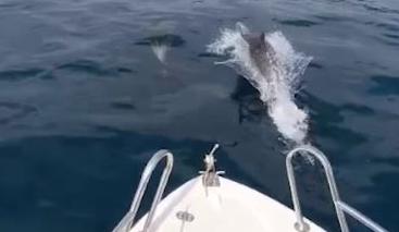 Balıkçı teknesine yunuslar eşlik etti