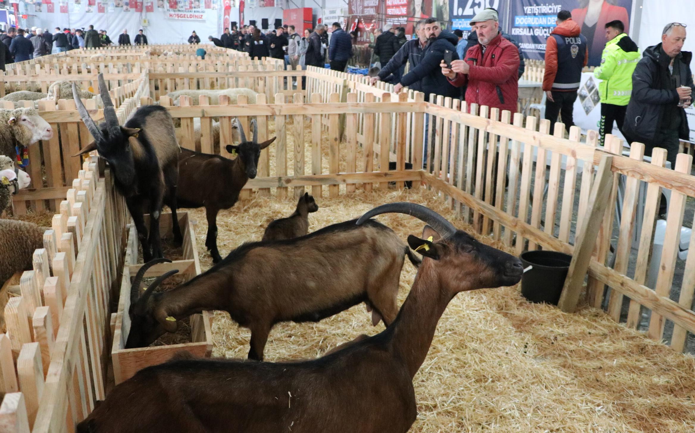 Damızlık ırklar görücüye çıktı
