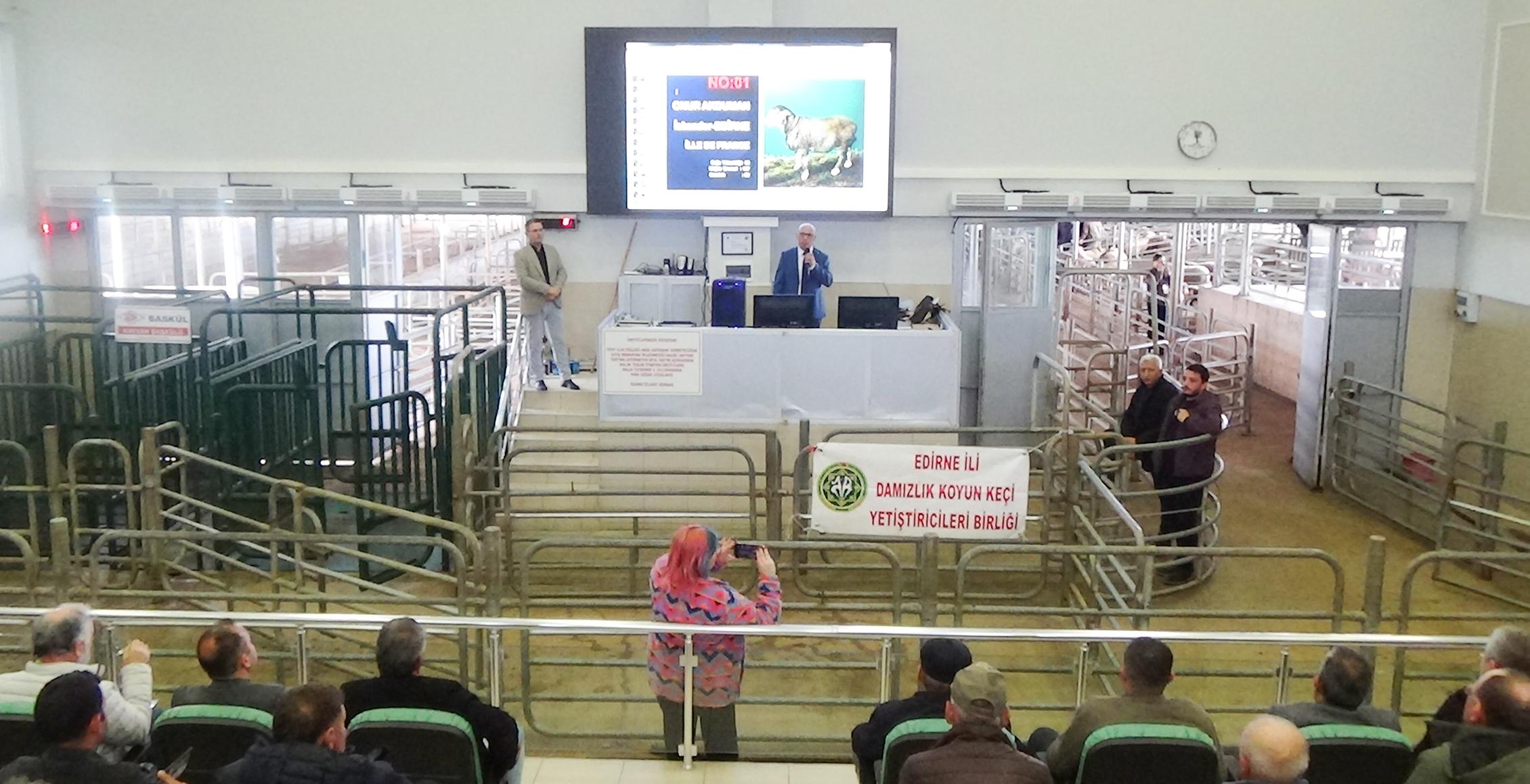 Damızlık koç ve tekeler görücüye çıktı