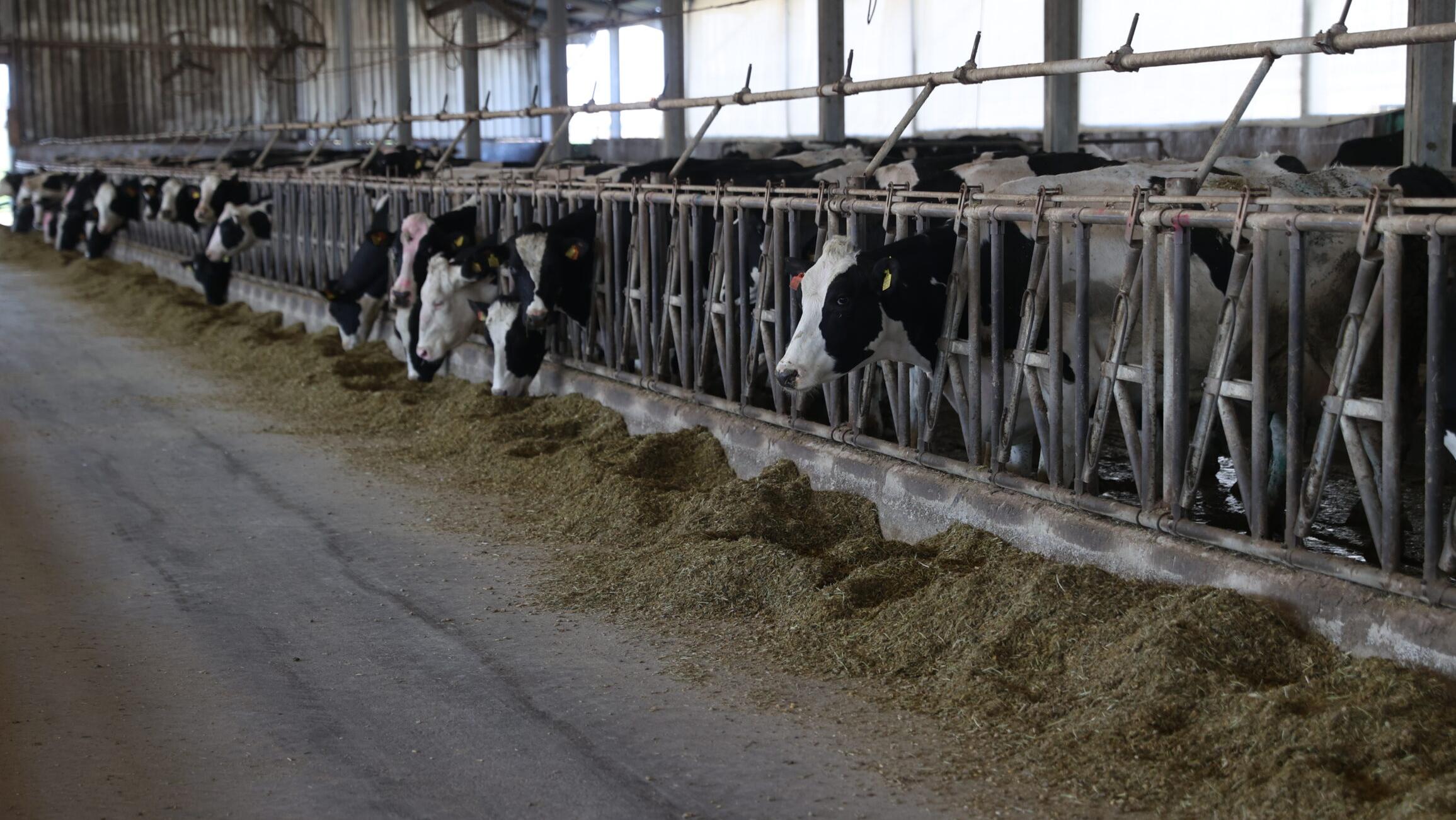 Devlet desteği ile süt verimini arttırdı