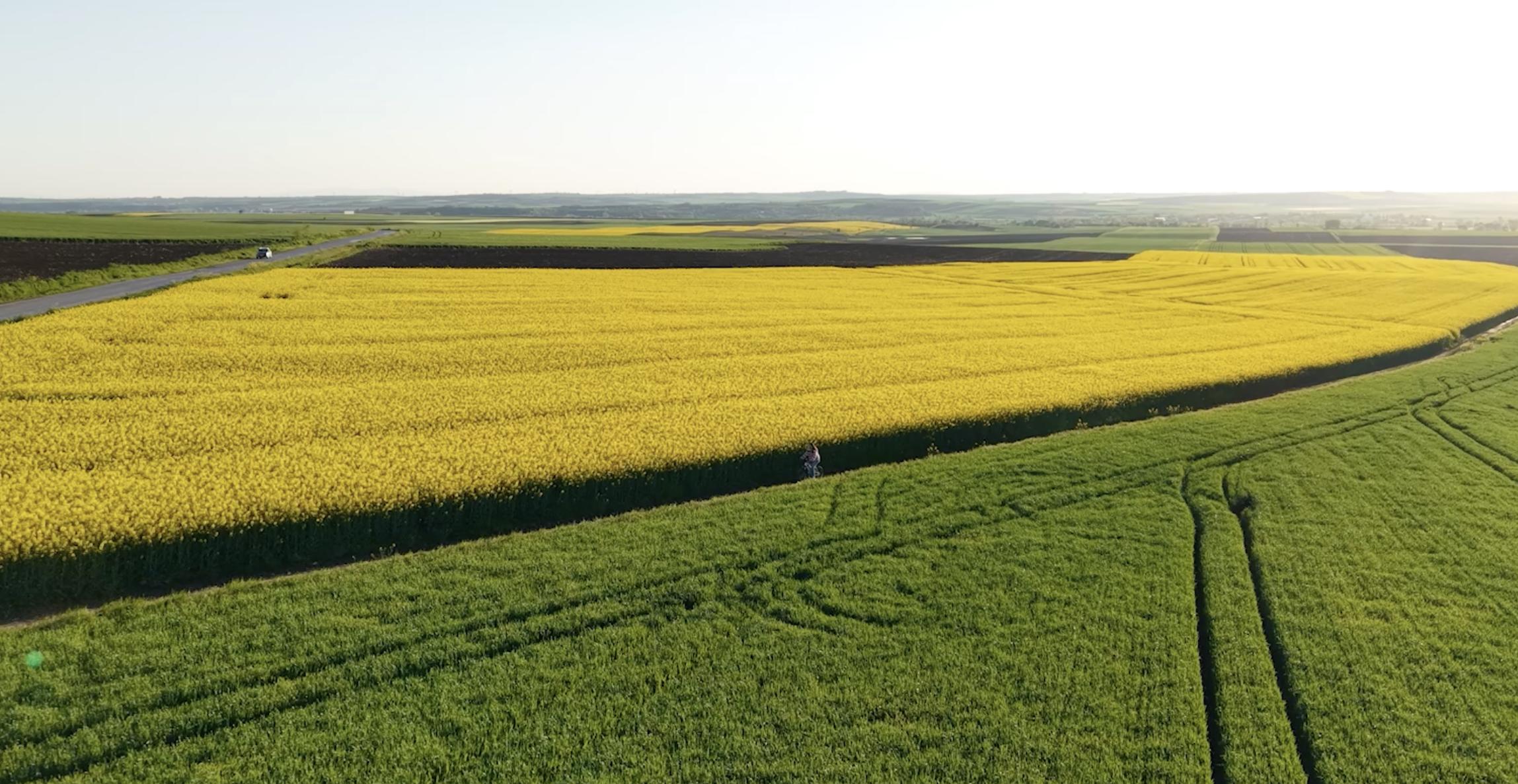 Doğanın sarı terapisi